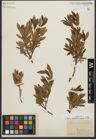 Foto von Salix waldsteiniana Willd.
